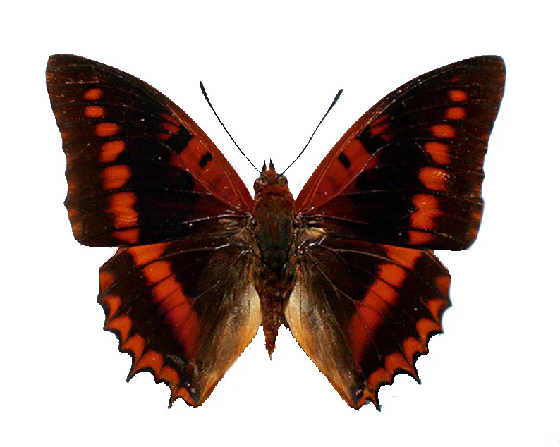 Charaxes cynthia