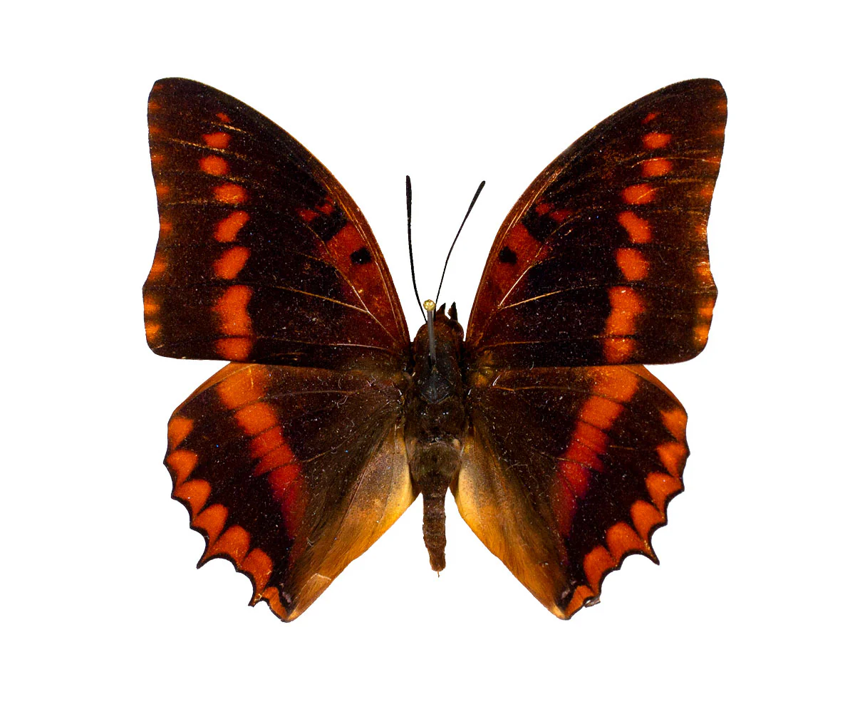 Charaxes lucretius