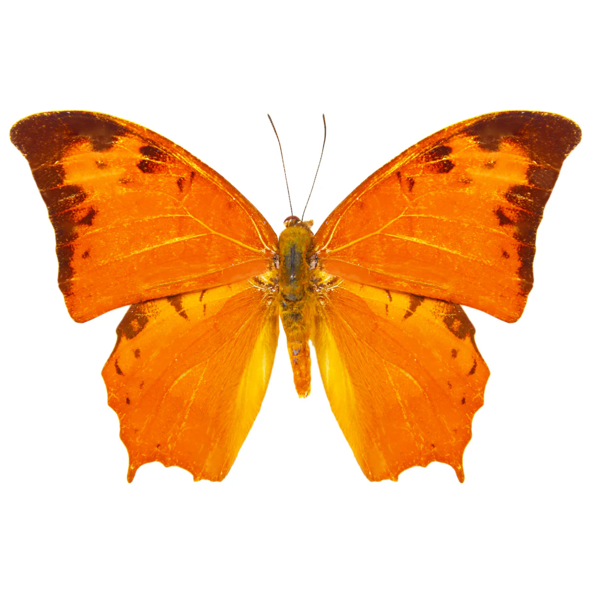 Charaxes paphianus