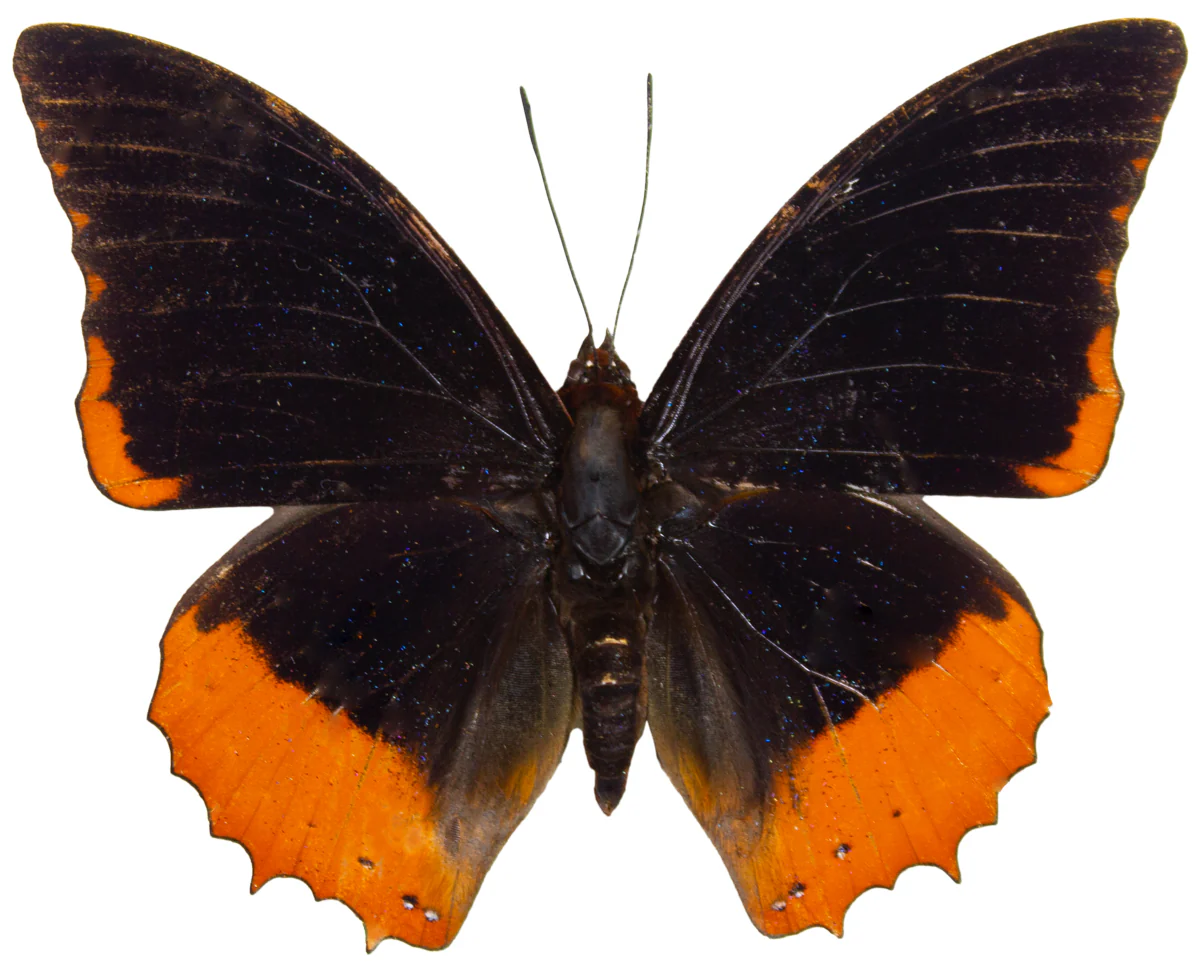 Charaxes protoclea