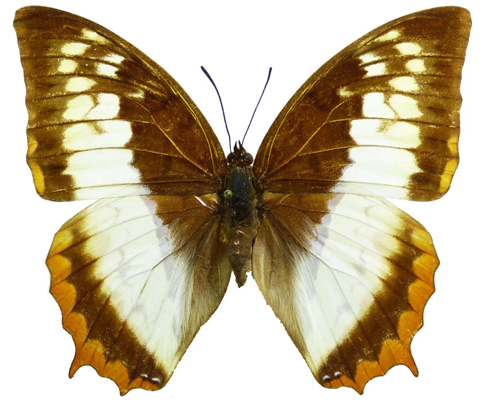Charaxes protoclea FEMALE