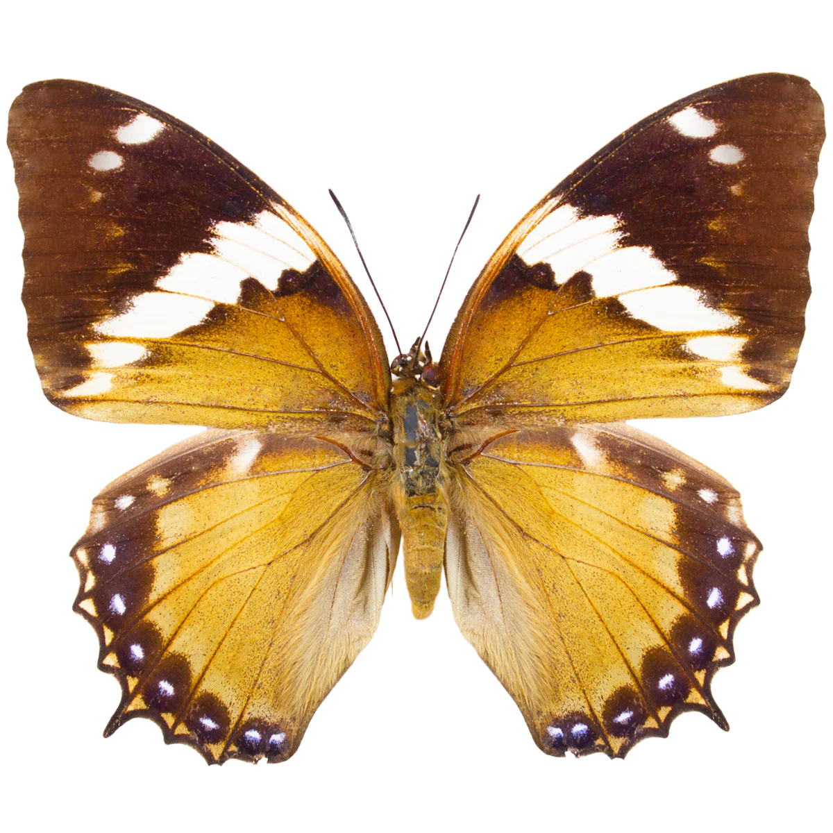 Charaxes tiridates FEMALE