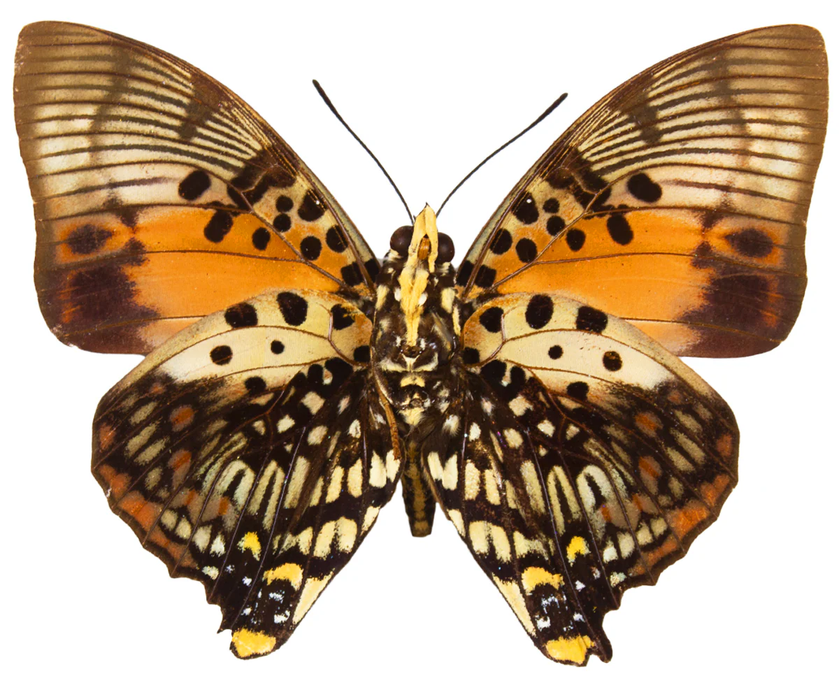Charaxes zingha