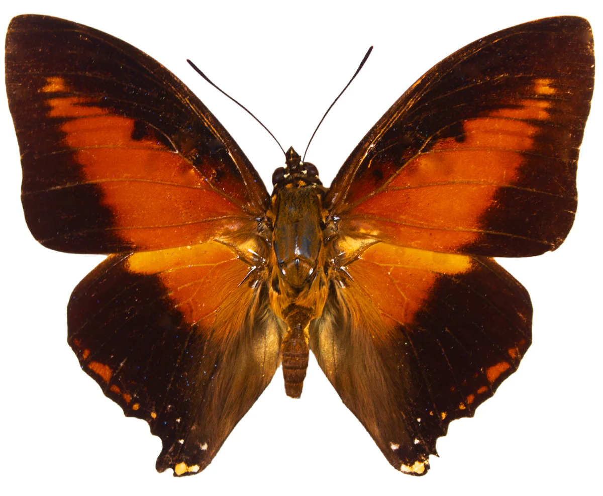 Charaxes zingha - Image 2