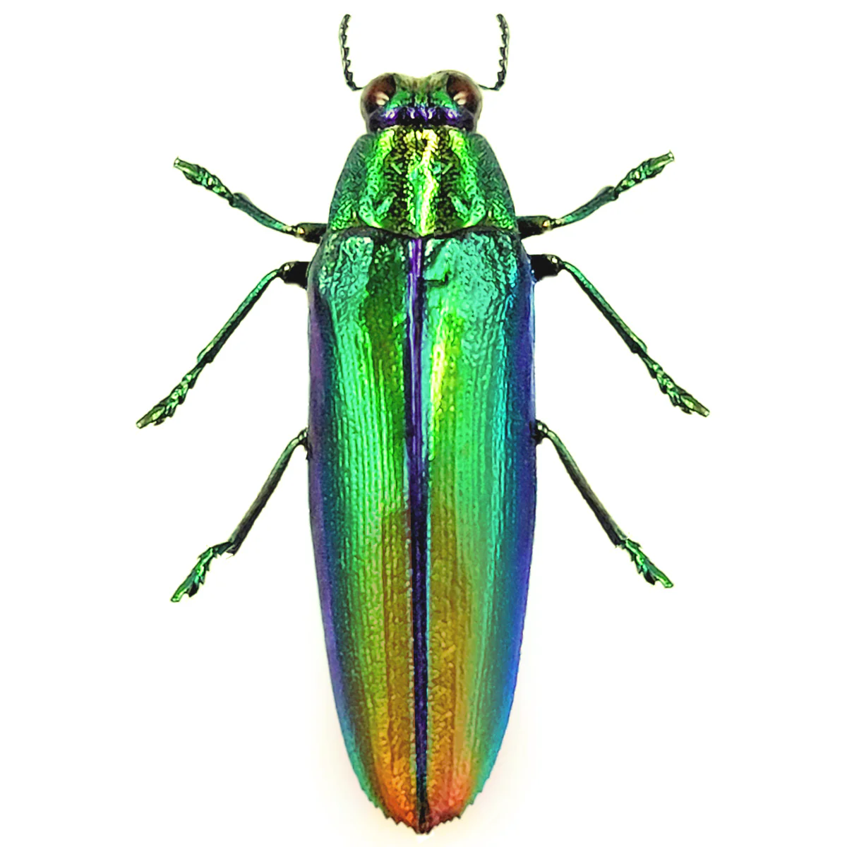 Chrysochroa aurora