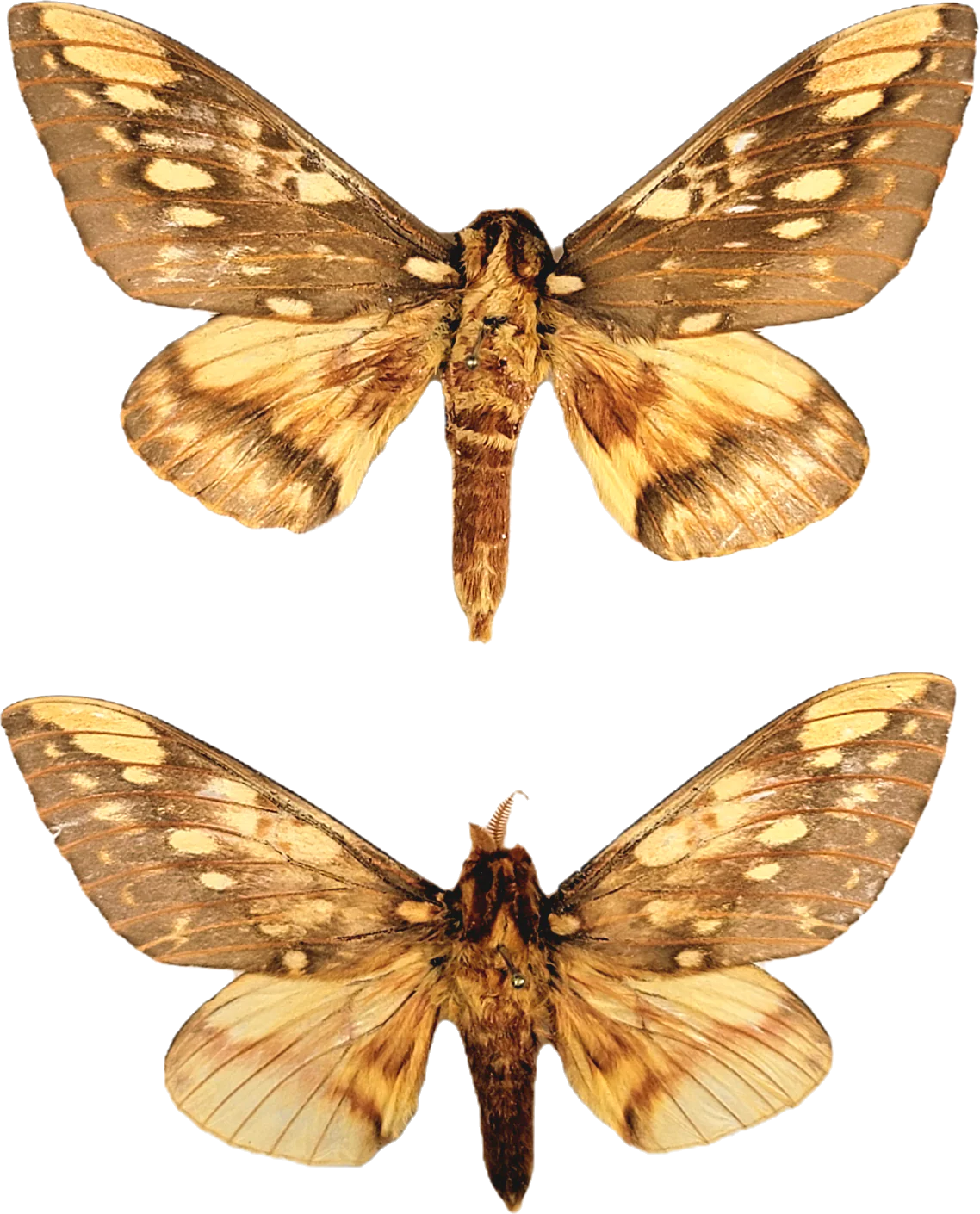 Citheronia brissotii meridionalis