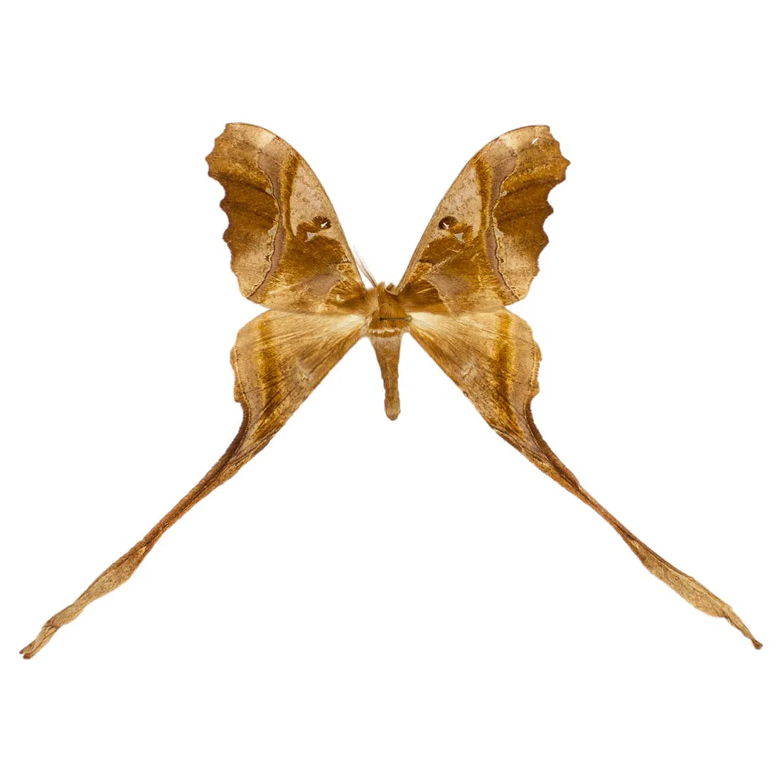 Copiopteryx sonthonnaxi FEMALE