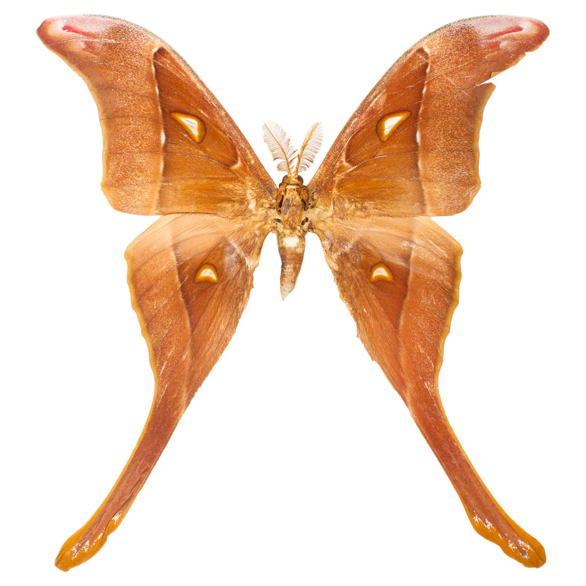 Coscinocera hercules #2, A-/A2