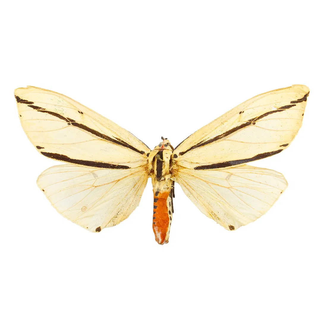 Ectypia ssp.