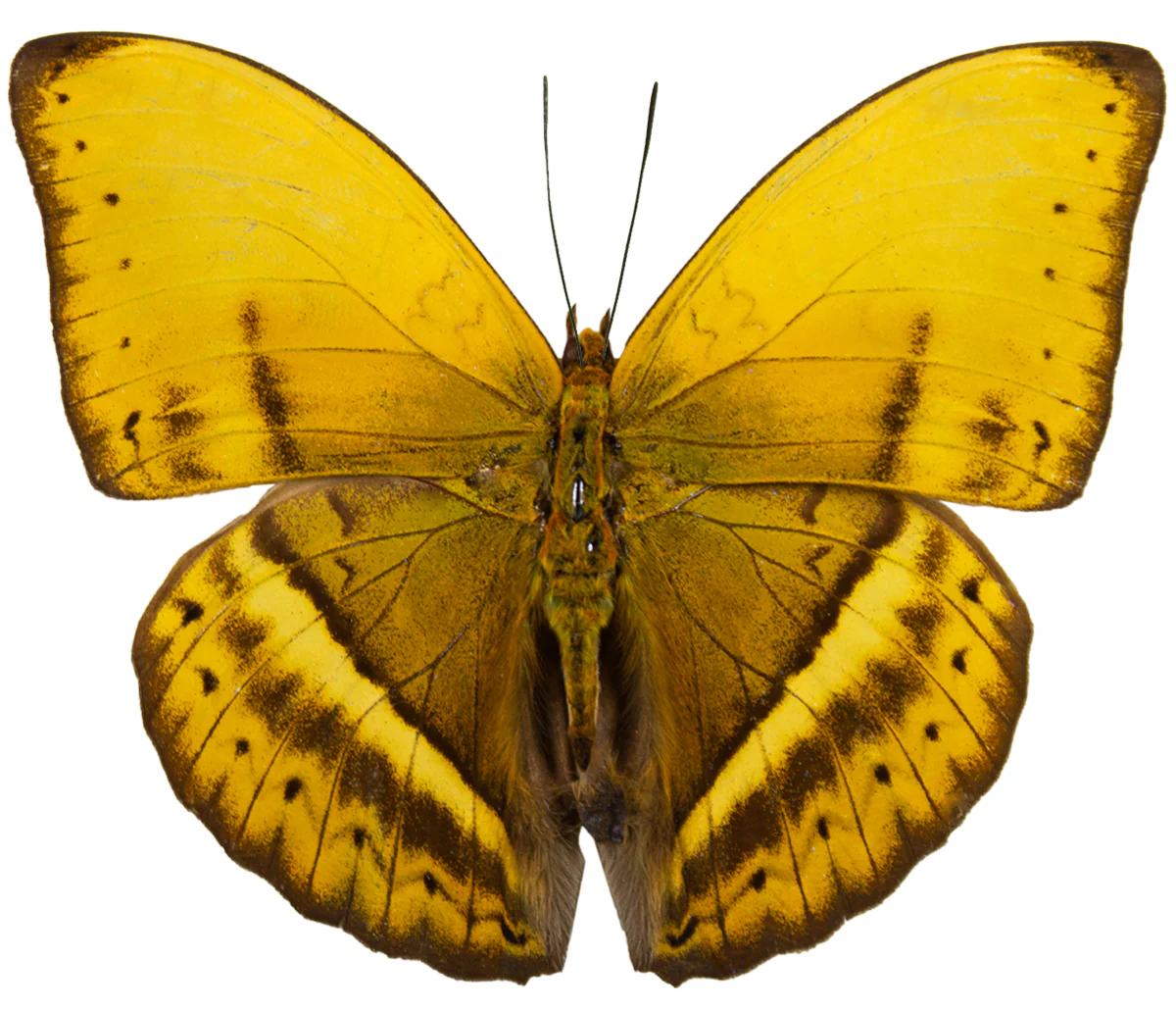 Cymothoe egesta