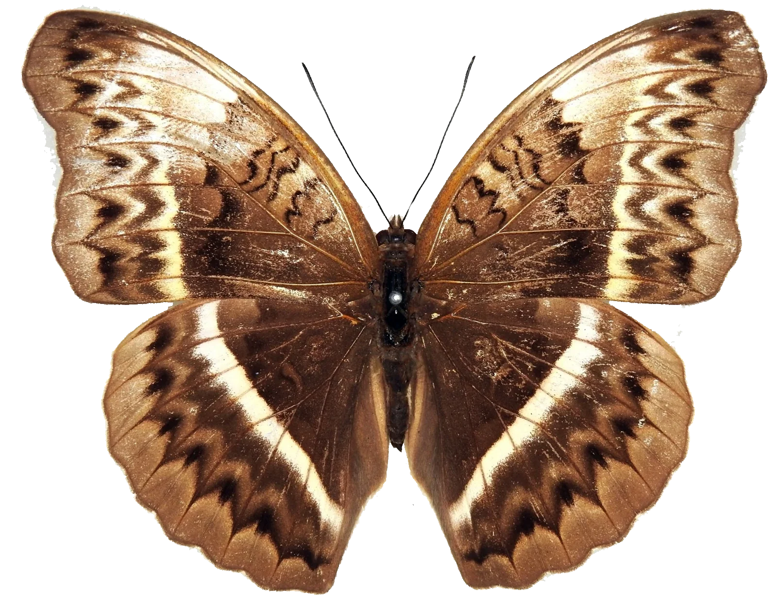 Cymothoe egesta FEMALE