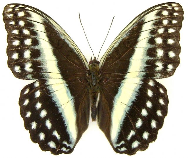 Cymothoe oemilius