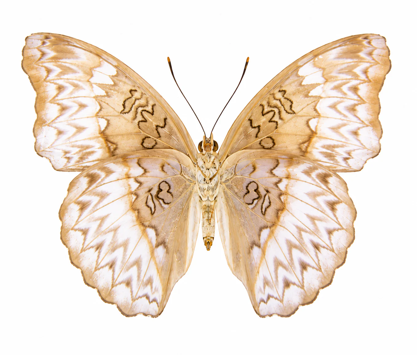 Cymothoe sangaris FEMALE - BLONDE FORM