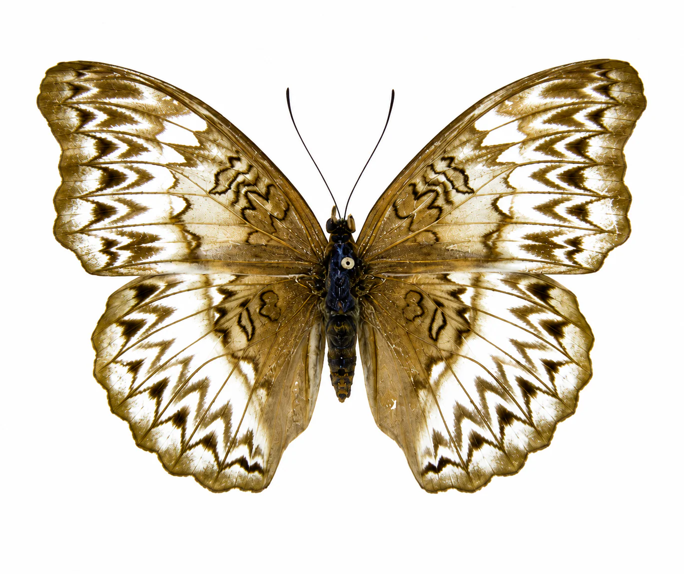 Cymothoe sangaris FEMALE - BLONDE FORM - Image 2