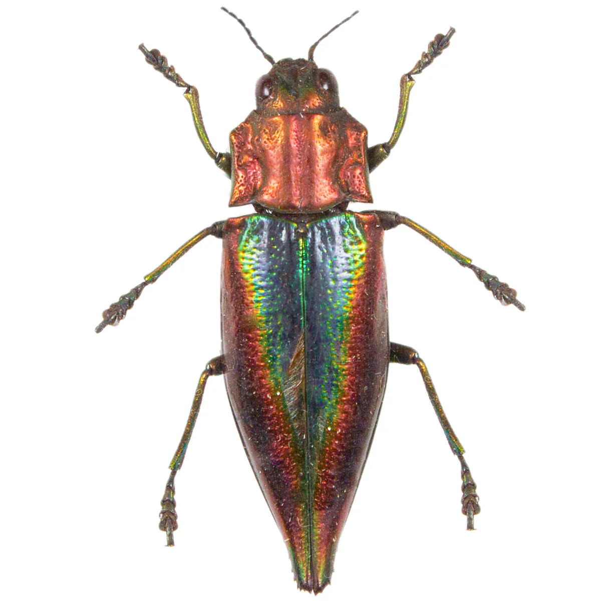 Cyphogastra javanica