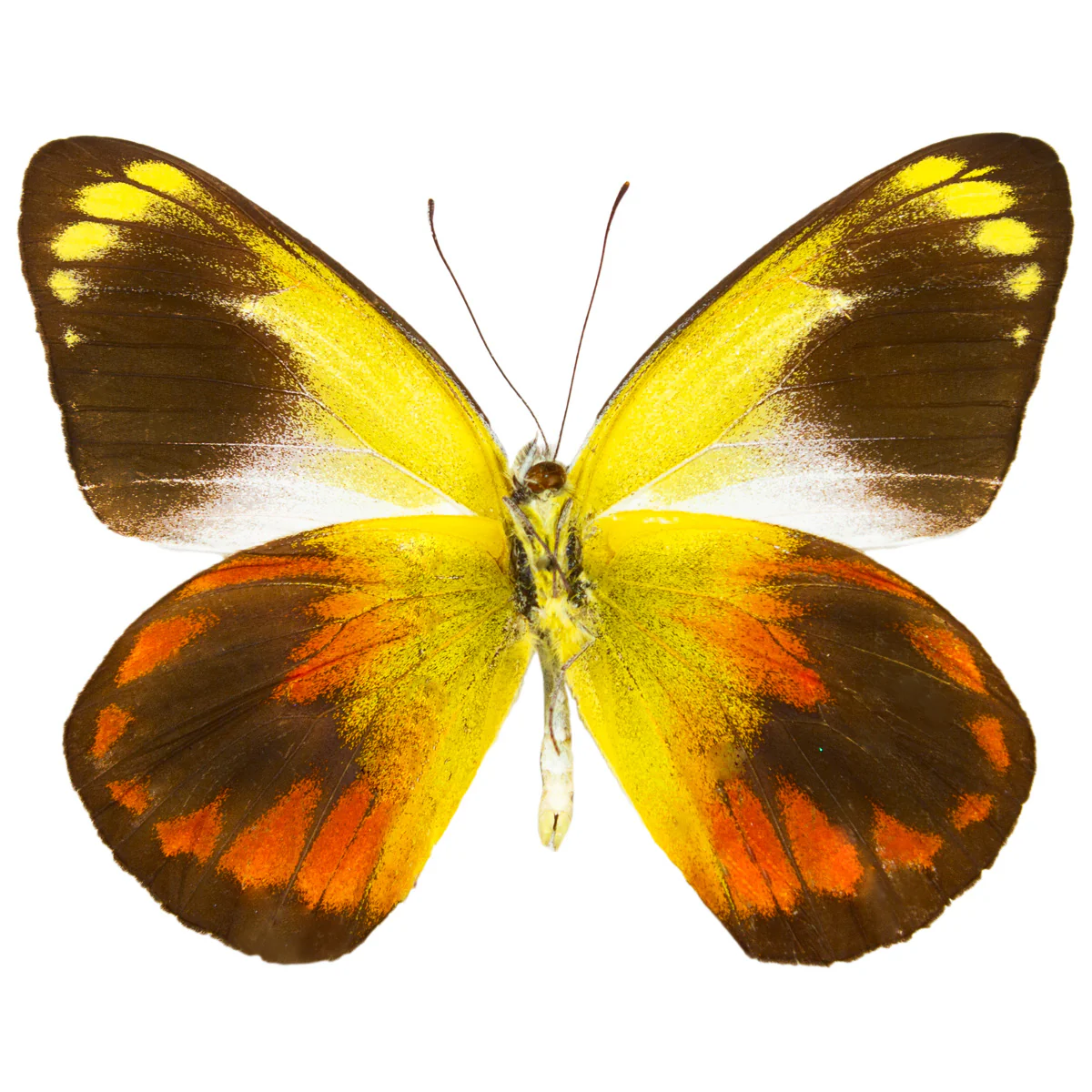 Delias caeneus caeneus