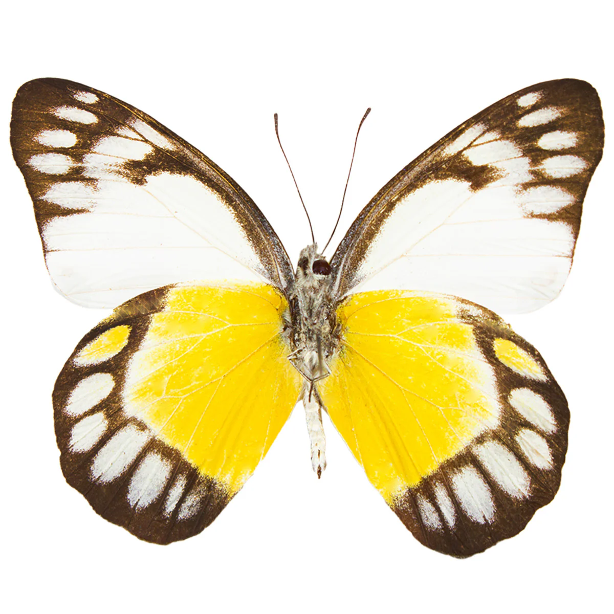 Delias themis