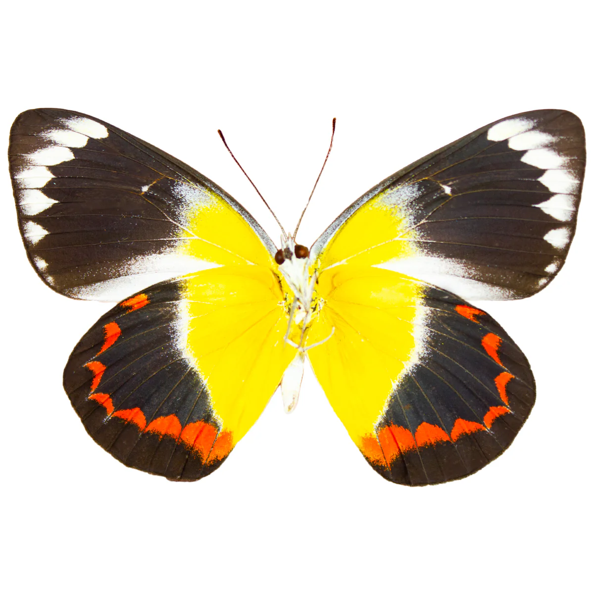 Delias timorensis