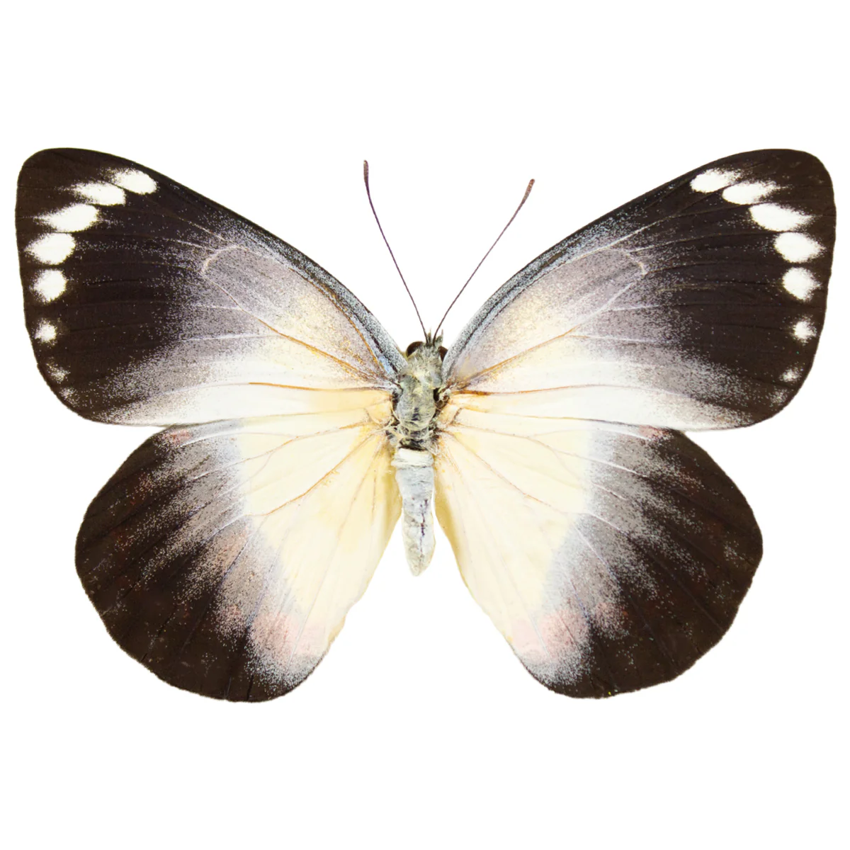 Delias timorensis - Image 2