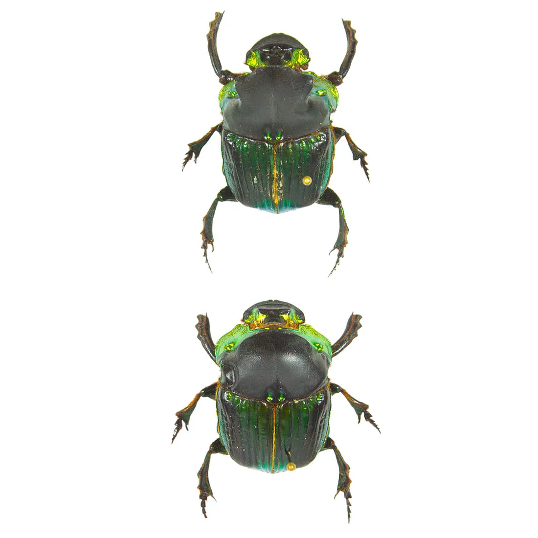 Diaboctris mimas Pair
