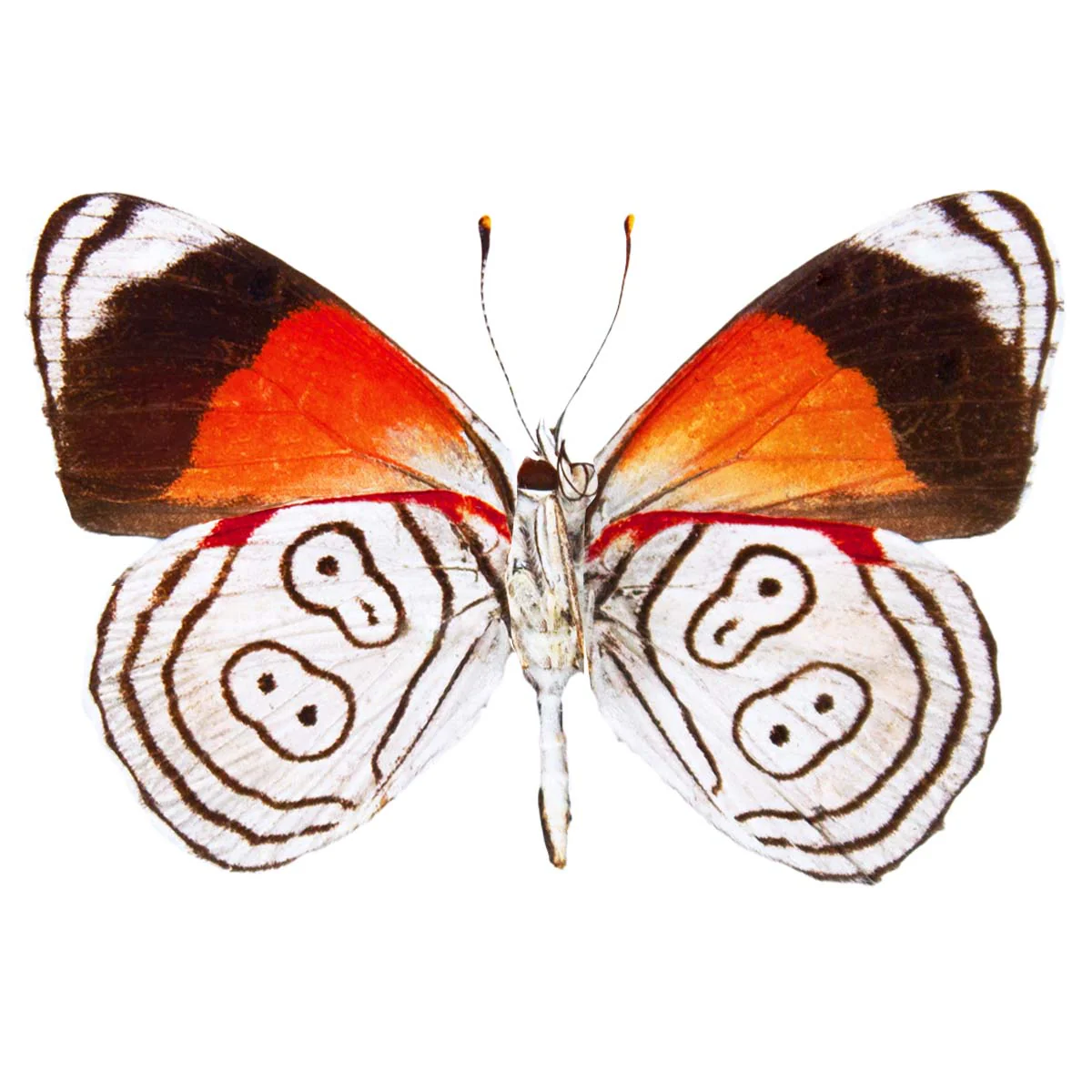 Diaethria clymena peruviana