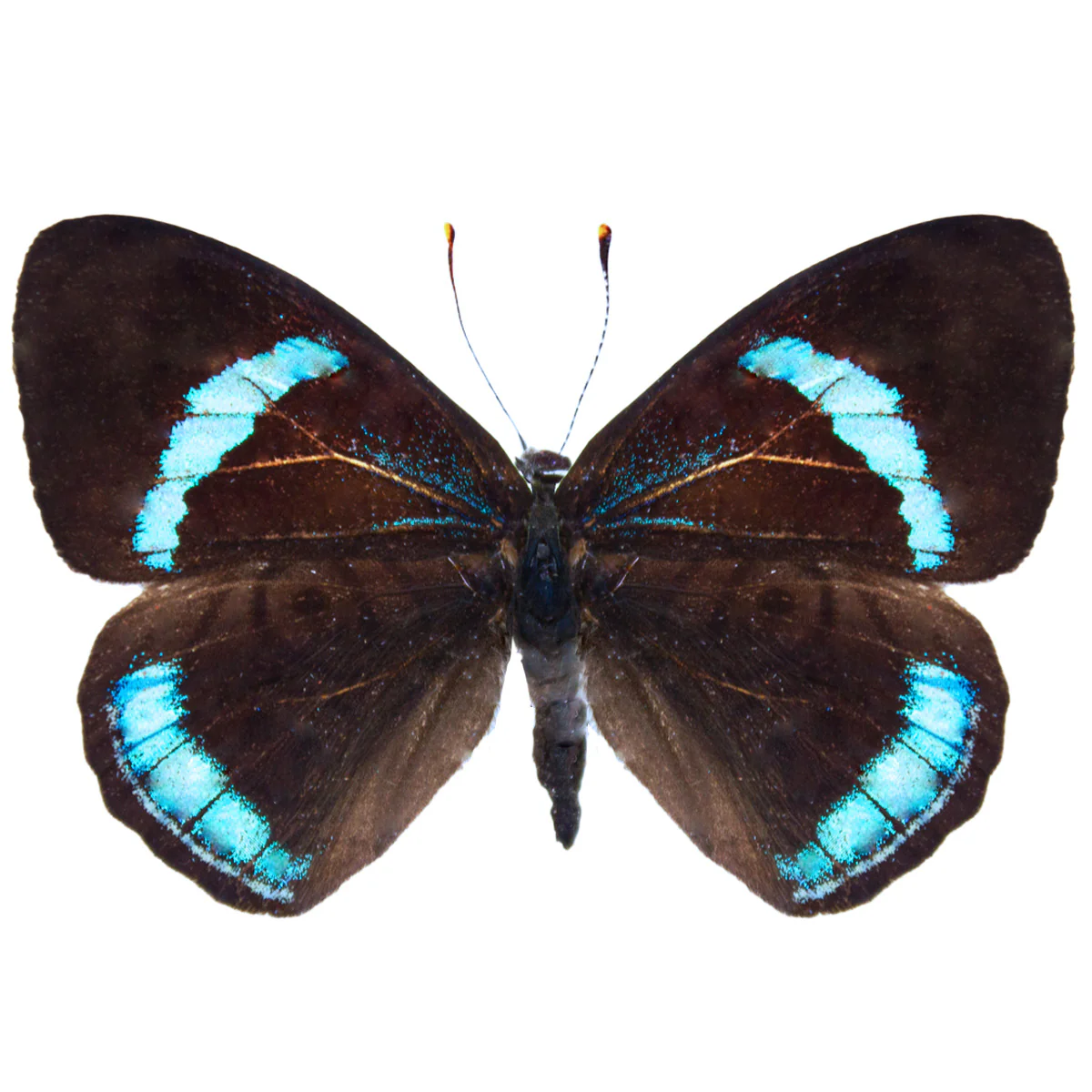 Diaethria clymena peruviana - Image 2