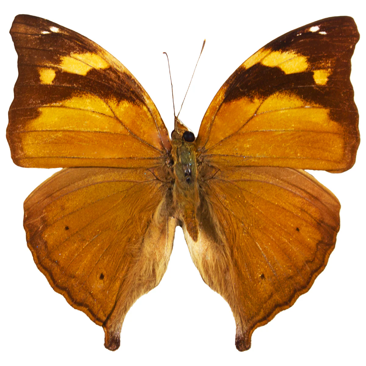 Doleschallia bisaltide