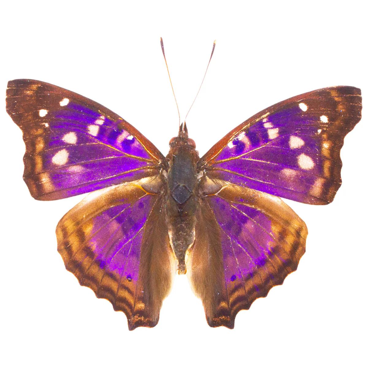 Doxocopa elis
