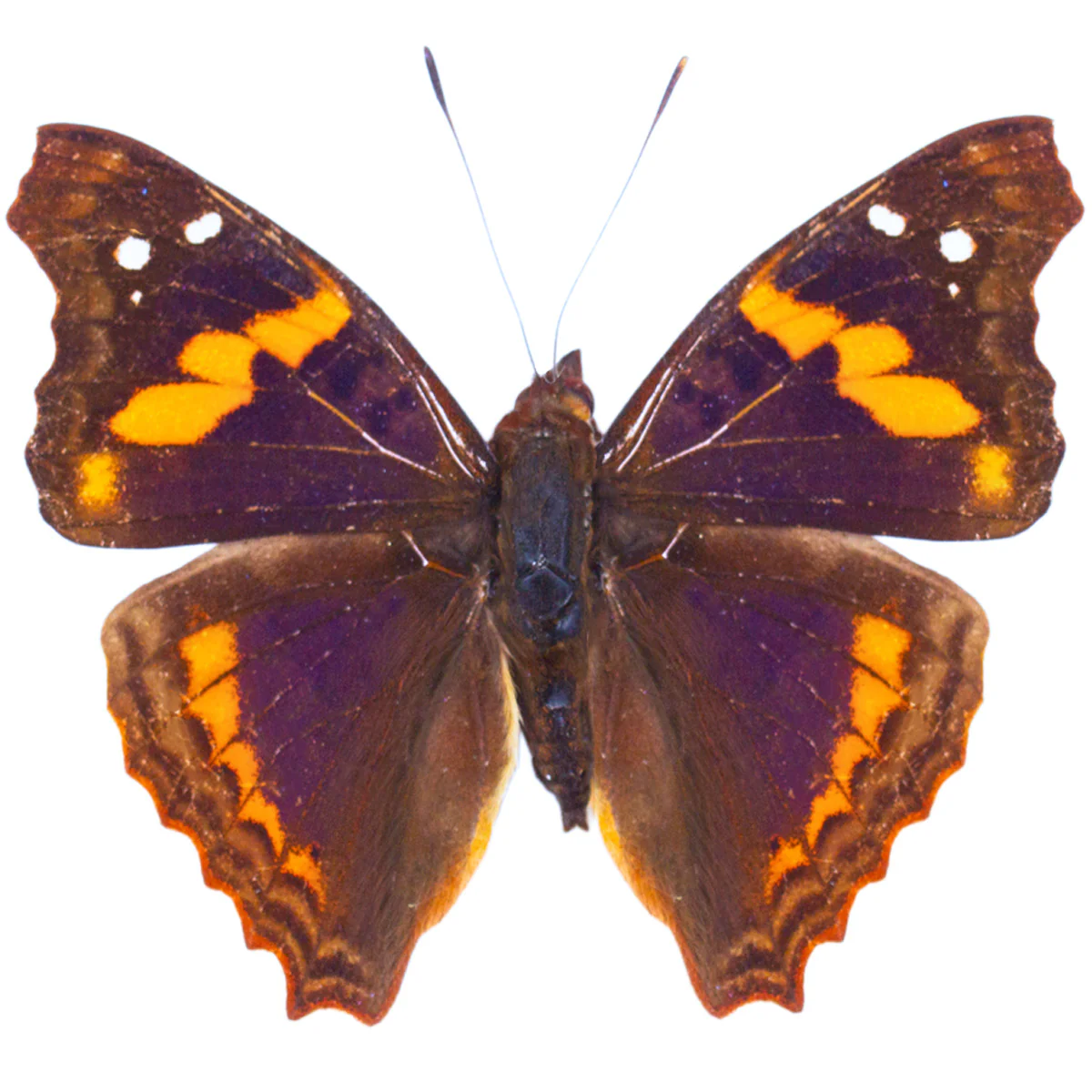 Doxocopa elis - Image 2
