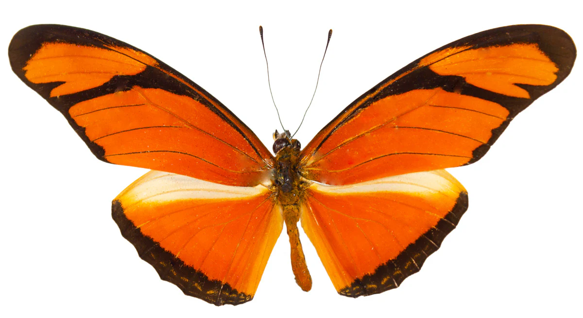 Dryas julia peruvianus