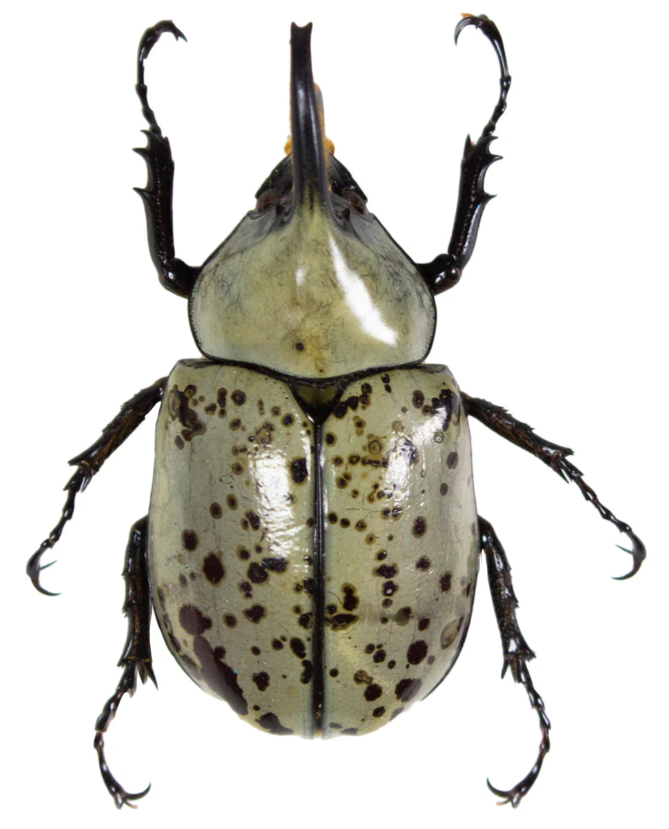 Dynastes granti