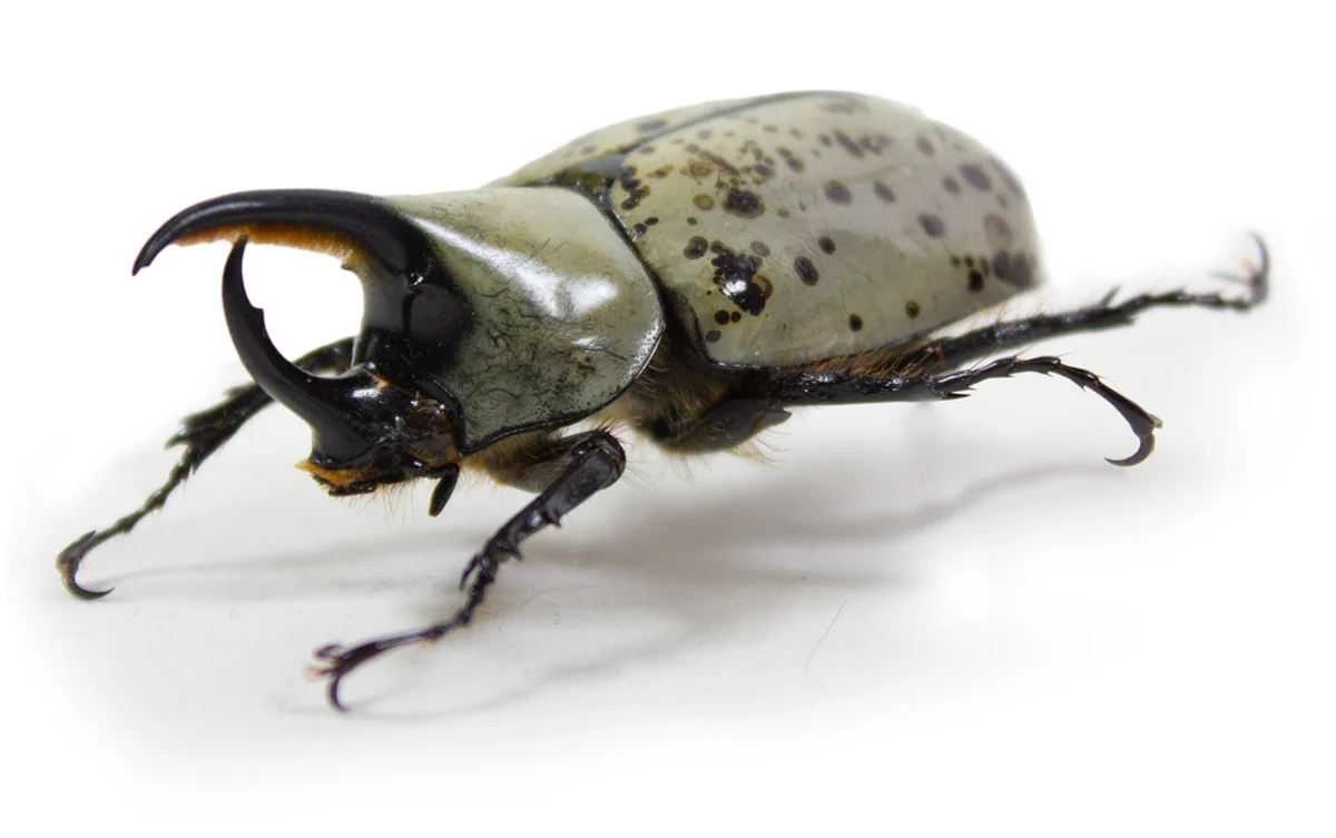 Dynastes granti - Image 2