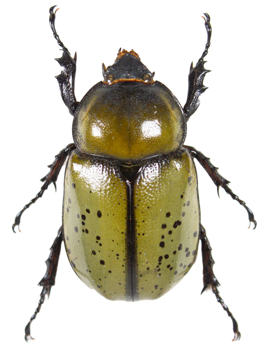 Dynastes tityus FEMALE