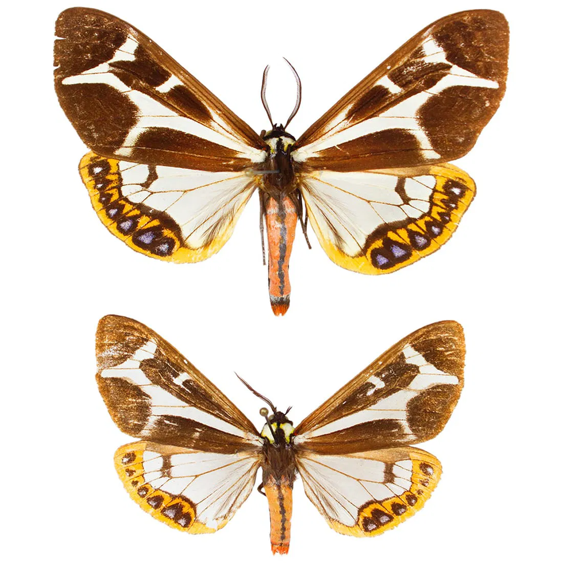 Dysschema mariame Moth Duo