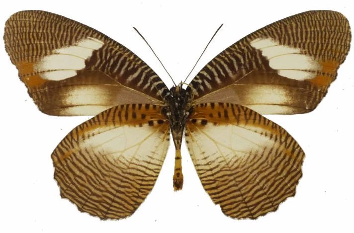 Elymniopsis bammakoo