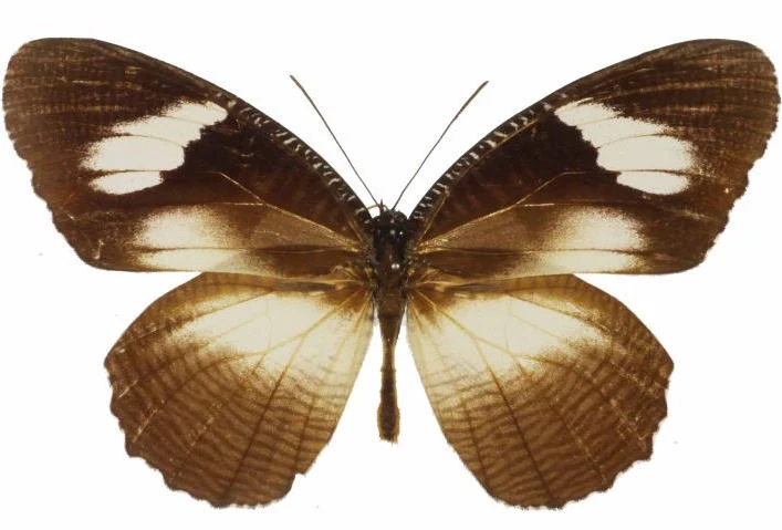 Elymniopsis bammakoo - Image 2