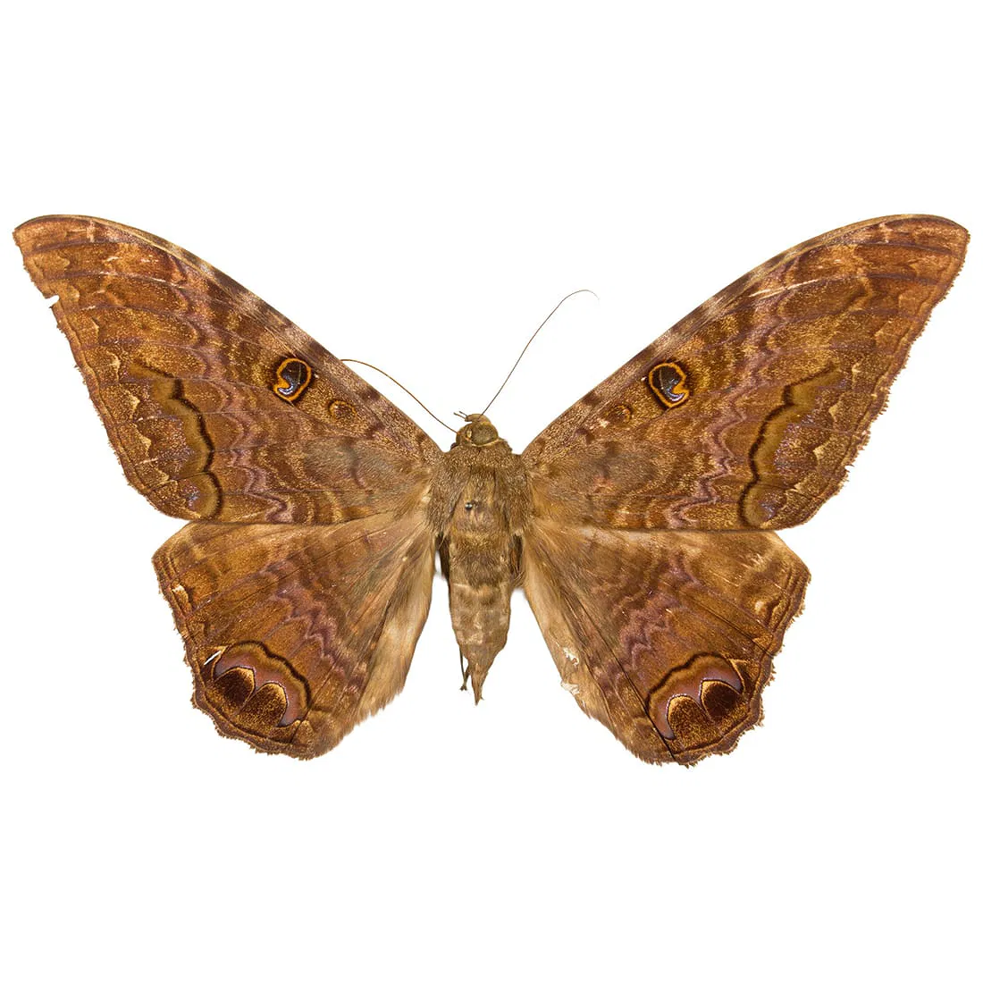 Erebus odora