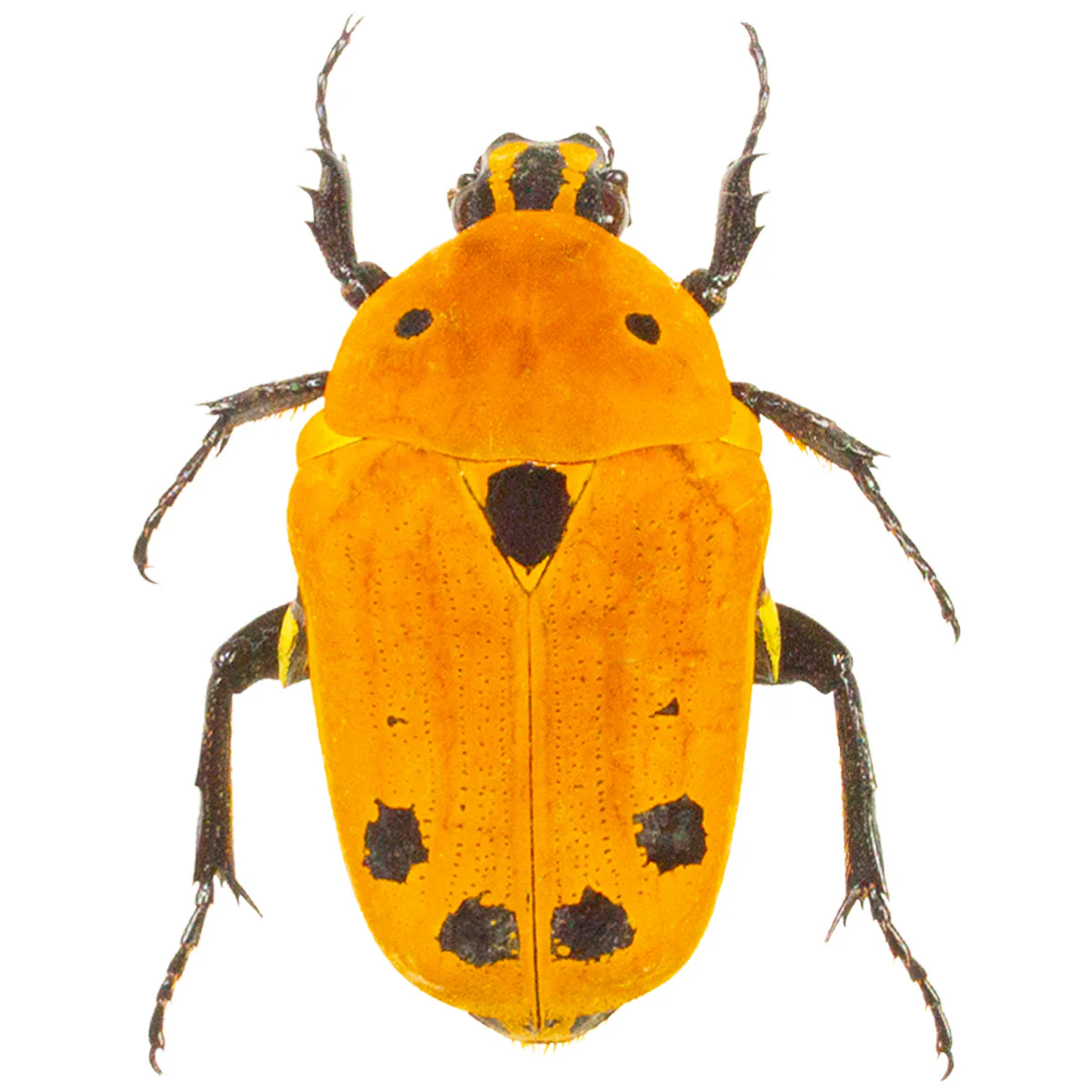 Euchroea auripigmenta