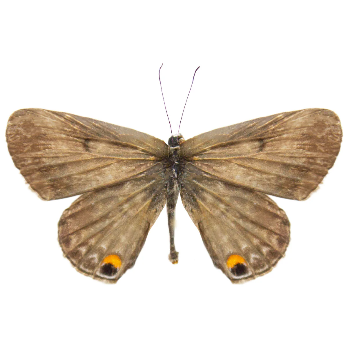 Euchrysops malathana
