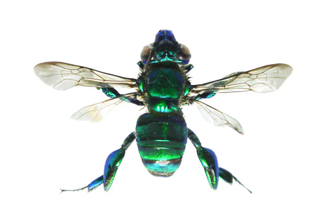 Euglossa dilemma