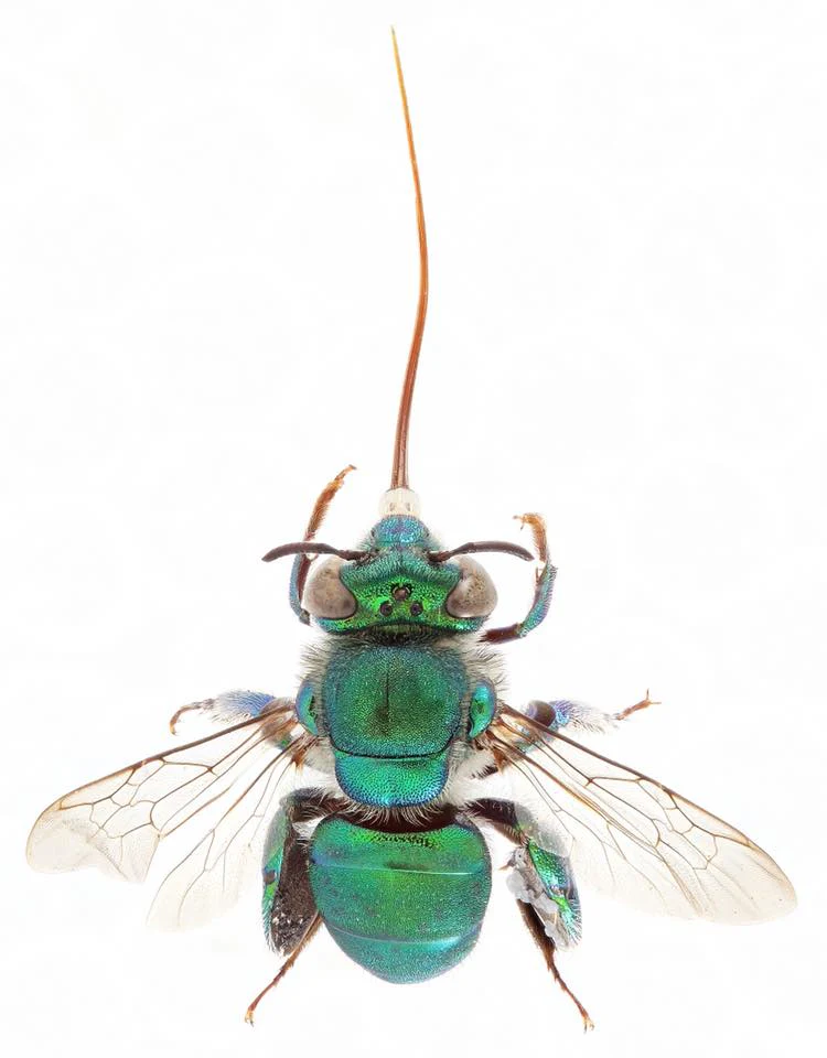 Euglossa dilemma - Image 2
