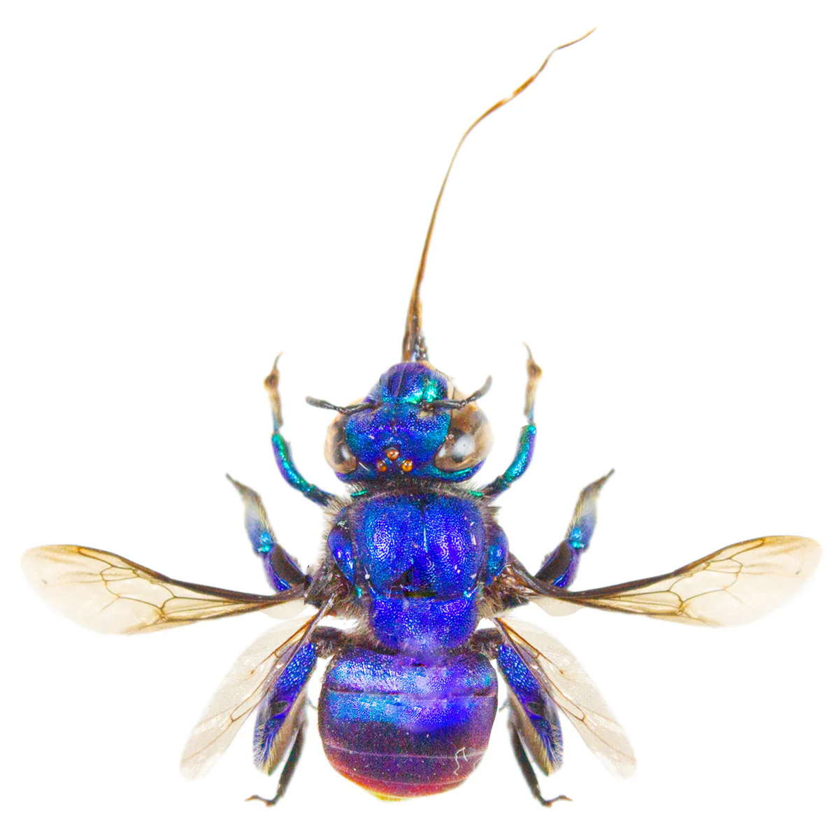 Euglossa mixta