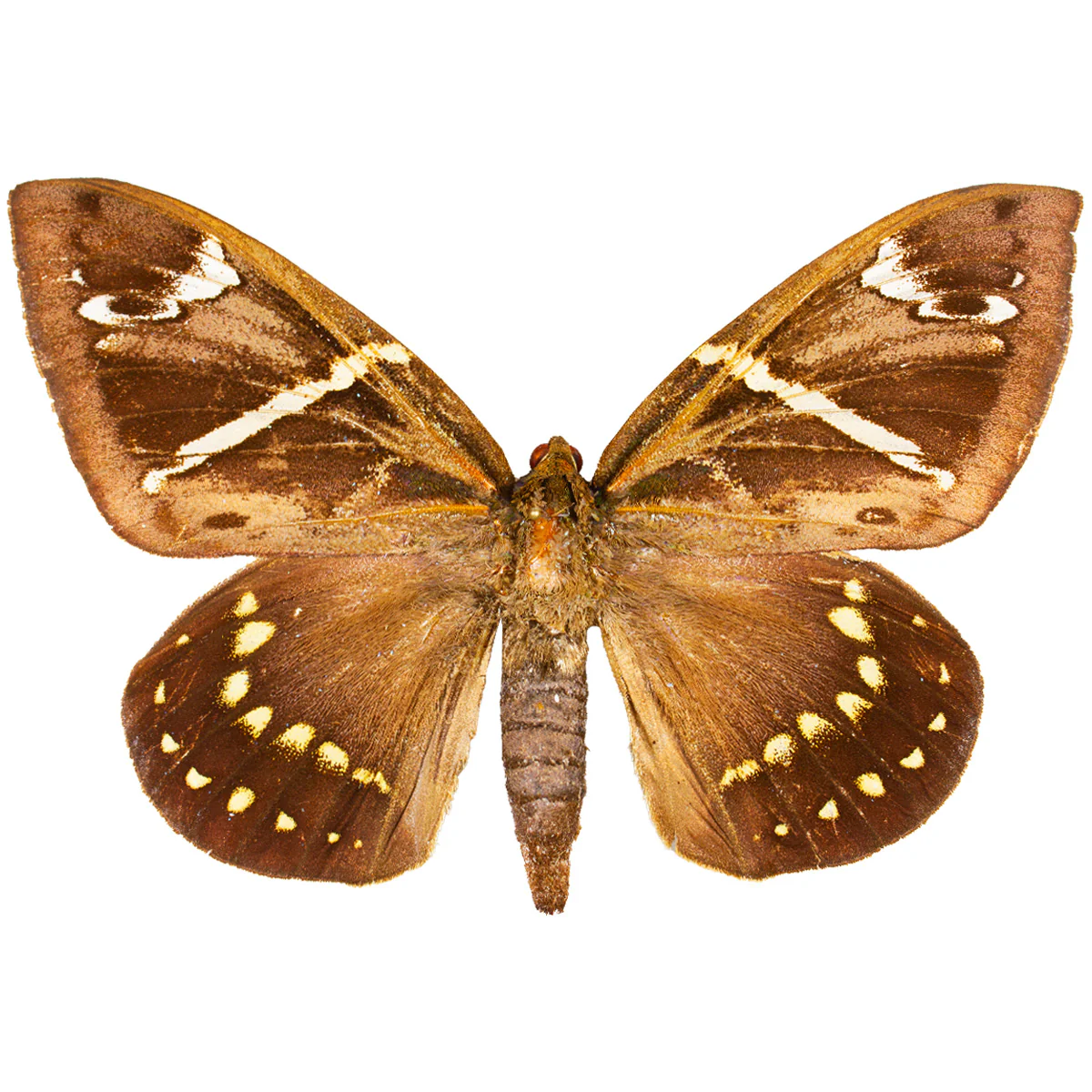 Eupalamides cyparissias