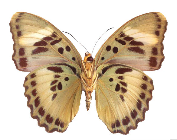 Euphaedra ceres