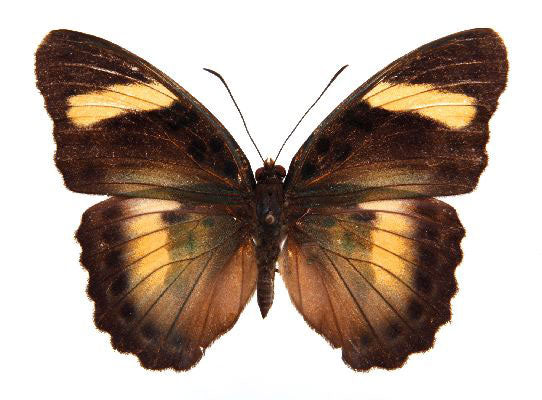 Euphaedra ceres - Image 2