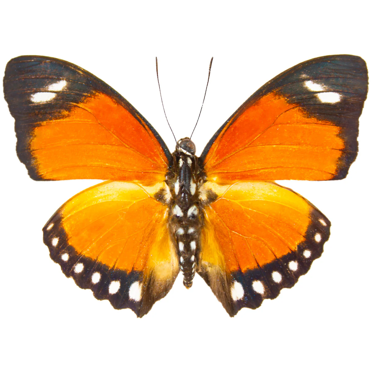 Euphaedra eleus