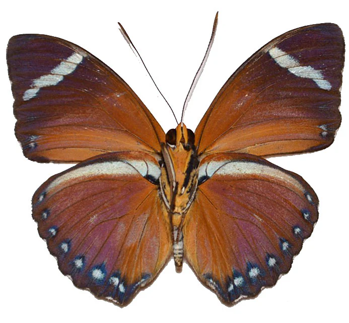 Euphaedra eleus - Image 2