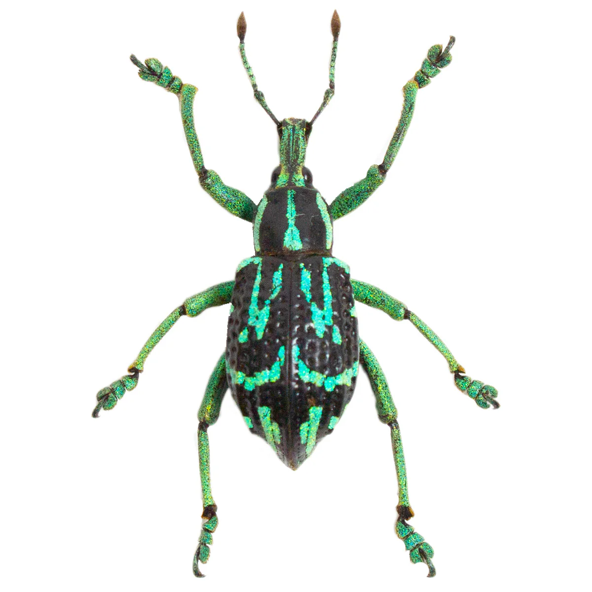 Eupholus browni
