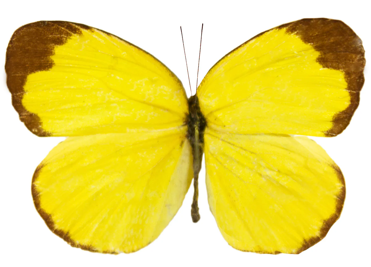 Eurema hecabe ssp.