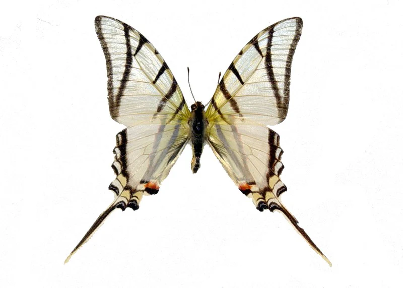 Eurytides protesilaus